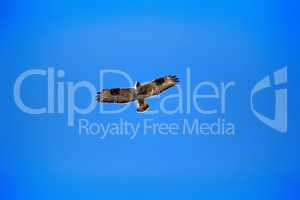 Rough-legged Buzzard flying over nest.