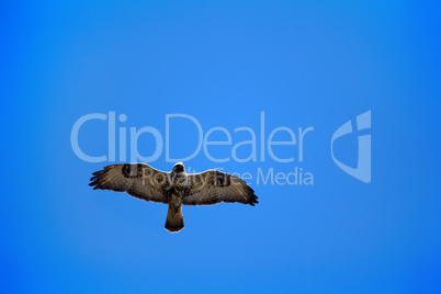 Rough-legged Buzzard flying over nest.