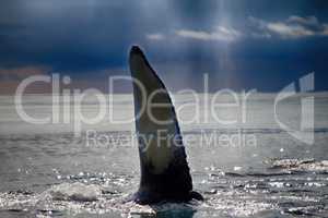 Hump-backed whale slaps water with huge fin