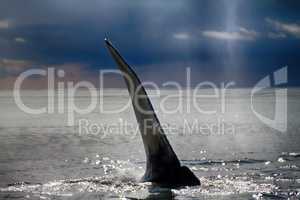 Hump-backed whale slaps water with huge fin