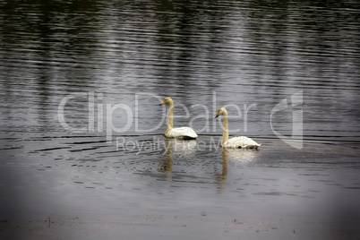 migrating Whooping Swans stopped for rest and feeding on river