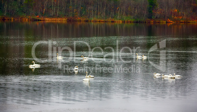 migrating Whooping Swans stopped for rest and feeding on river