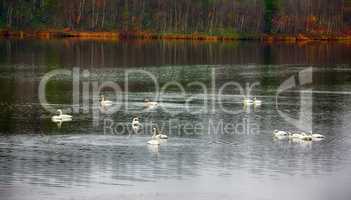 migrating Whooping Swans stopped for rest and feeding on river
