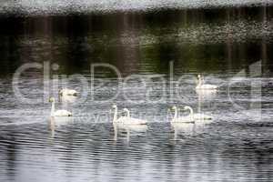 migrating Whooping Swans stopped for rest and feeding on river