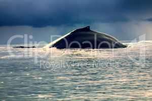 huge Hump-backed whale (Megaptera novaeangliae)