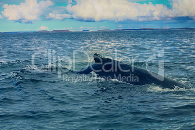 Whales in the Pacific ocean