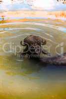Black Buffalo enjoy water and chew cud
