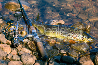 Caught by spinning brown trout (Salmo trutta fario)