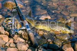 Caught by spinning brown trout (Salmo trutta fario)