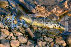 Caught by spinning brown trout (Salmo trutta fario)