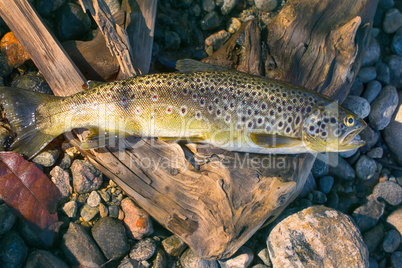 Caught by spinning brown trout (Salmo trutta fario)