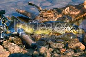 Caught by spinning brown trout (Salmo trutta fario)