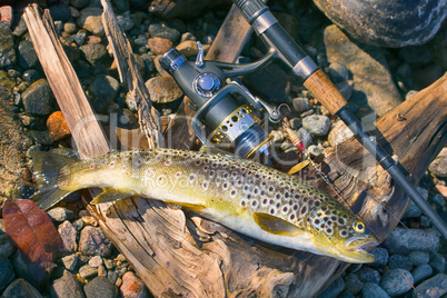 Caught by spinning brown trout (Salmo trutta fario)