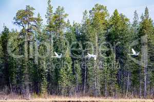 Whooper Swan flying over taiga river.