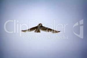 Short-eared owl (marsh owl, Asio flammeus) flies over nest