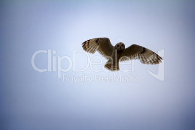 Short-eared owl (marsh owl, Asio flammeus) flies over nest