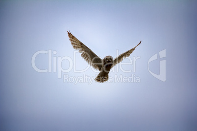 Short-eared owl (marsh owl, Asio flammeus) flies over nest