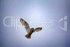 Short-eared owl (marsh owl, Asio flammeus) flies over nest