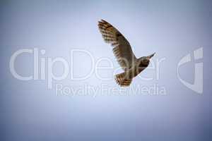 Short-eared owl (marsh owl, Asio flammeus) flies over nest