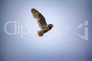 Short-eared owl (marsh owl, Asio flammeus) flies over nest