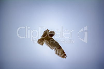 Short-eared owl (marsh owl, Asio flammeus) flies over nest