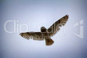 Short-eared owl (marsh owl, Asio flammeus) flies over nest