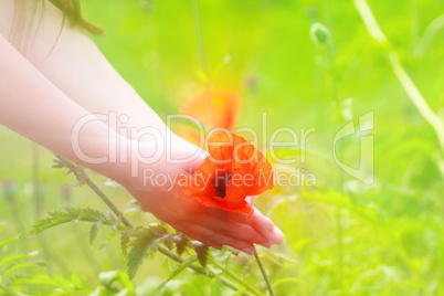 Big red field poppies in girl's hands