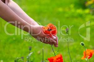 Big red field poppies in girl's hands