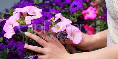 woman's hands touch flowers in flowerbed