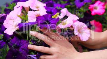 woman's hands touch flowers in flowerbed