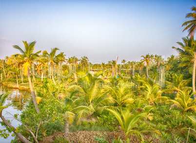 Kerala backwaters