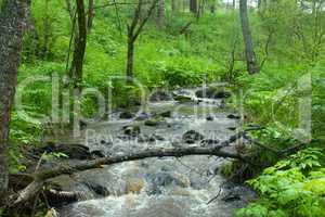 mountain river flows in forest under a bias