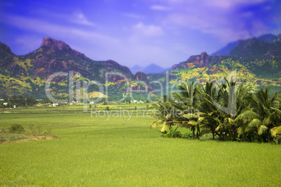 South India. Fields, groves of palm trees and a mansion