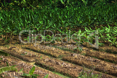 agricultural Asian tropical region