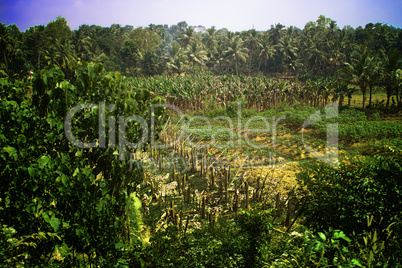 agricultural Asian tropical region