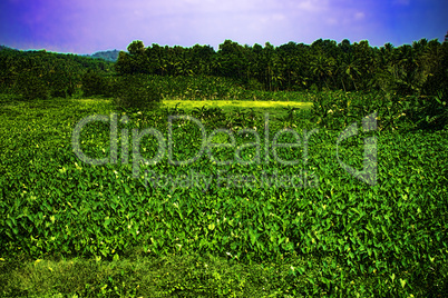 field of agriculture in India