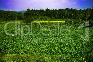 field of agriculture in India