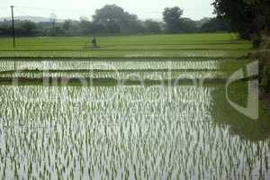 rice fields in Asia