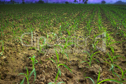 agricultural Asian tropical region