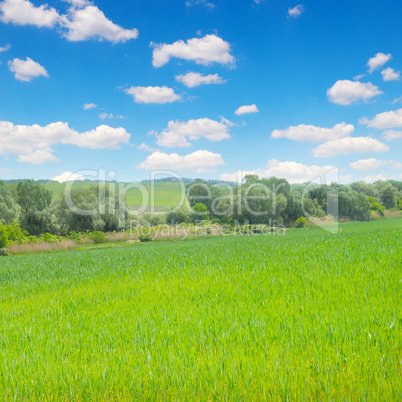 Green field and blue sky with light clouds.