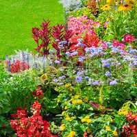 Summer flowerbed and green lawn. Floral pattern .