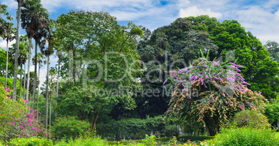 Tropical park with beautiful trees and flowers. Wide photo.