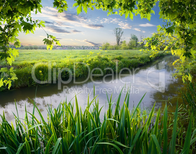 Maple tree and reeds on river