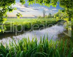 Maple tree and reeds on river