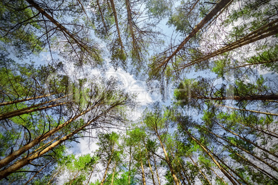 Trees and sky from below