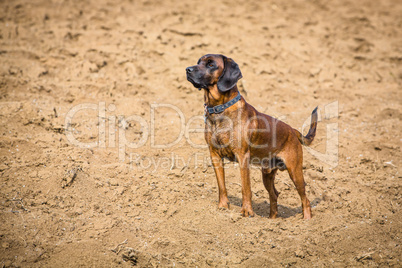 bloodhound standing alert on a field
