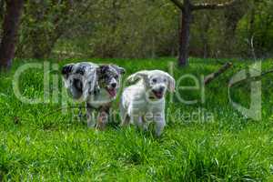 two pups run together on a meadow