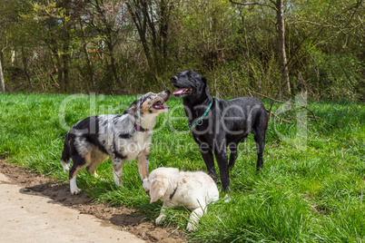 group behaviour of dogs in a pack