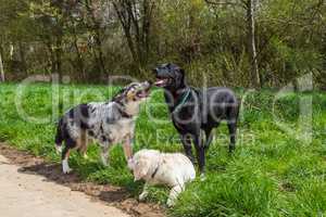 group behaviour of dogs in a pack