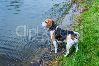 beagle hunting dog at a lake